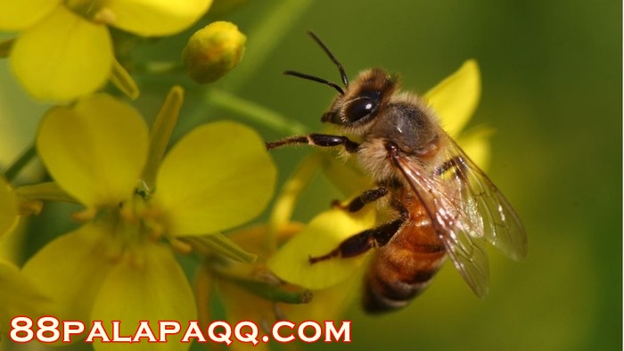 Lebah Madu Asia Lindungi Sarang dengan Feses Ayam hingga Air Seni Manusia