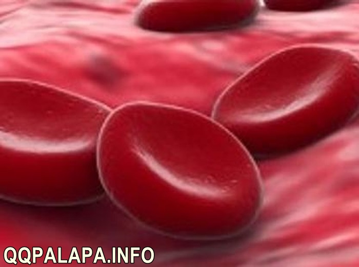 Jenis dan Fungsi Pembuluh Darah dalam Sistem Peredaran Darah