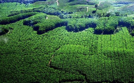 Manfaat Hutan Bagi Manusia dan Lingkungan