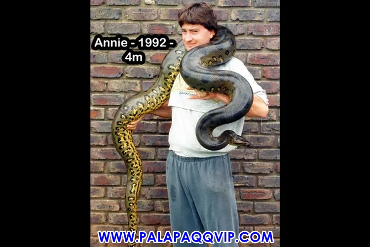 Ular Anaconda Tertua di Dunia, Masuk Guinness World Records