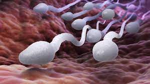 5 Ciri Sperma yang Sehat dan Berkualitas untuk Pembuahan